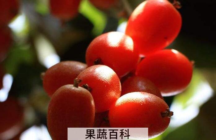 丰胸圣果羊水果的功效与作用，它的价值体现在哪里？