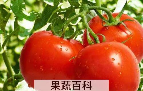 小柿子和大柿子的区别 吃柿子的好处