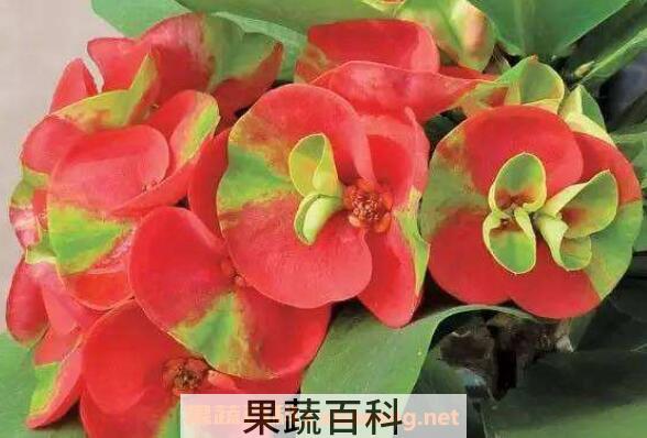 虎刺梅有毒吗 虎刺梅的繁殖方法