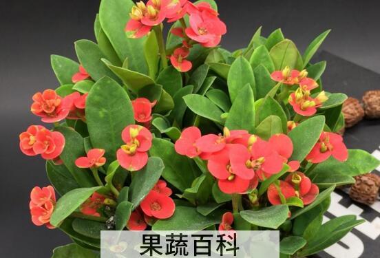 虎刺梅的功效与作用 虎刺梅怎么扦插