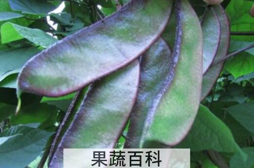 紫边扁豆角的功效与作用