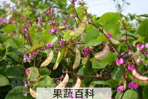 紫边扁豆角的功效与作用