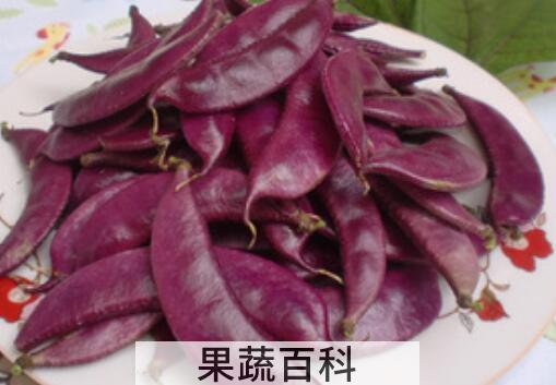 紫扁豆与白扁豆的区别