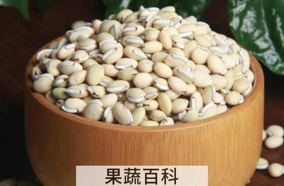 紫扁豆与白扁豆的区别