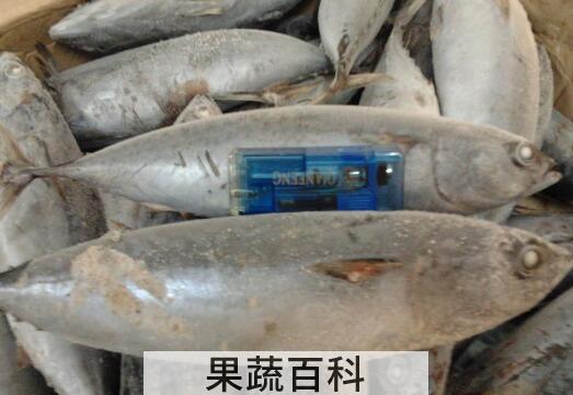 炮弹鱼什么人不能吃 炮弹鱼的最佳吃法