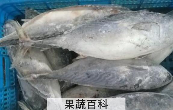 炮弹鱼什么人不能吃 炮弹鱼的最佳吃法
