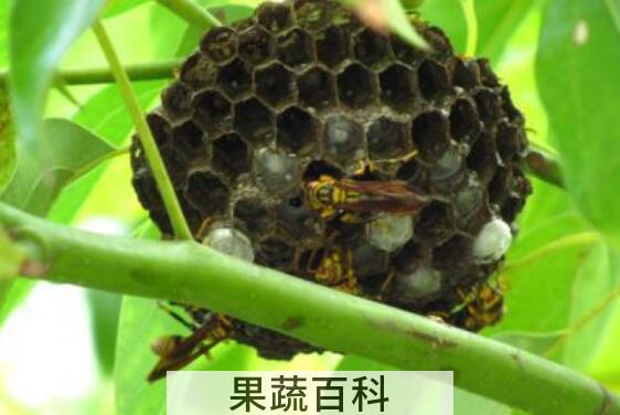 马蜂窝怎么处理才能吃 马蜂窝怎么吃才没有毒