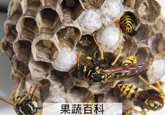 马蜂窝怎么处理才能吃 马蜂窝怎么吃才没有毒