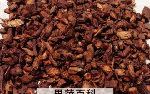 丹参茶的功效与作用