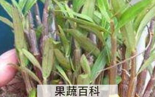 铜皮石斛怎么养 铜皮石斛的种植方法