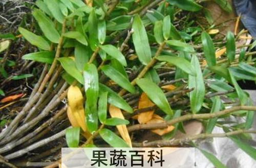 铜皮石斛怎么养 铜皮石斛的种植方法