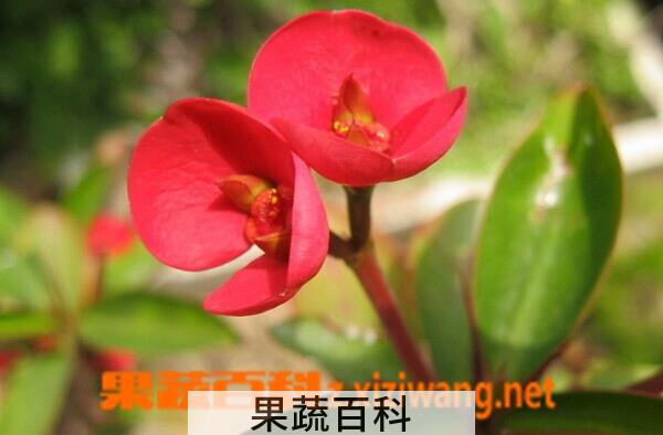 果蔬百科虎刺梅
