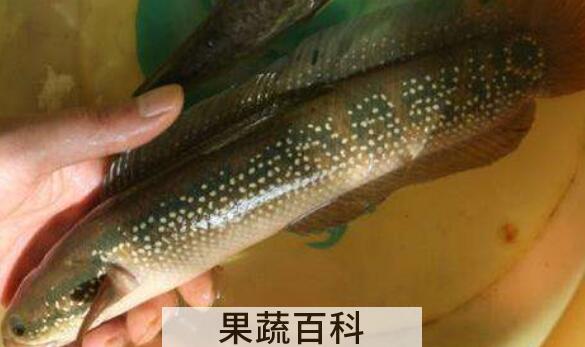 七星鱼和黑鱼的区别
