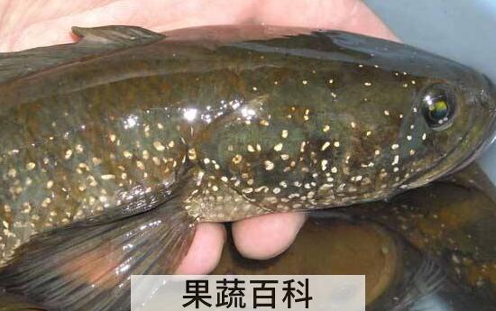 七星鱼和黑鱼的区别