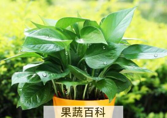 什么防辐射 防辐射的食物有哪些