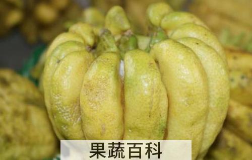 广佛手和川佛手有什么区别 佛手的功效与作用