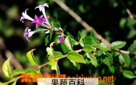 粉背野丁香的功效与作用