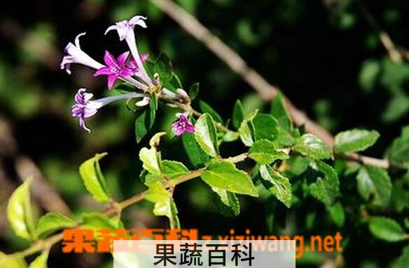 果蔬百科粉背野丁香