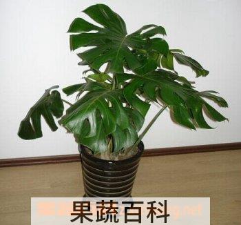 果蔬百科龟背竹