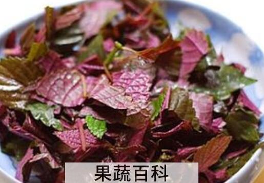 紫苏熬水洗脸的好处 紫苏对三高人群有危害