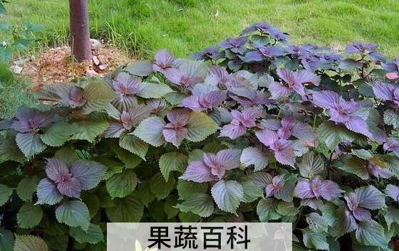 紫苏熬水洗脸的好处 紫苏对三高人群有危害