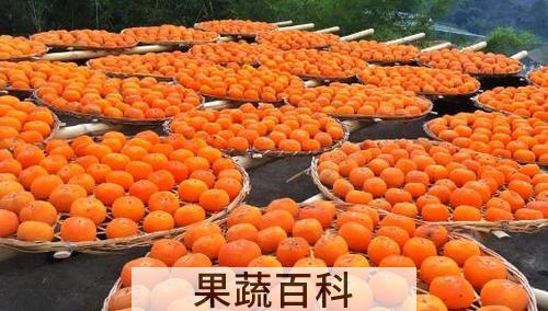 月柿的功效与作用 吃月柿的好处