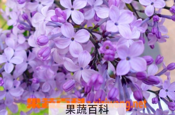 果蔬百科紫丁香花