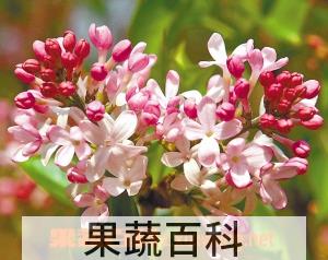果蔬百科红丁香