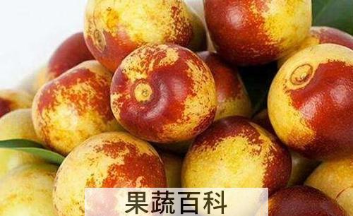 北枣的功效与作用及禁忌