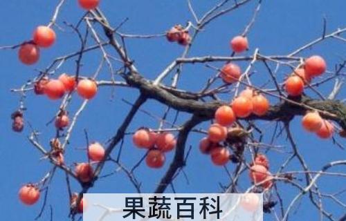 柿子树枝的功效与作用