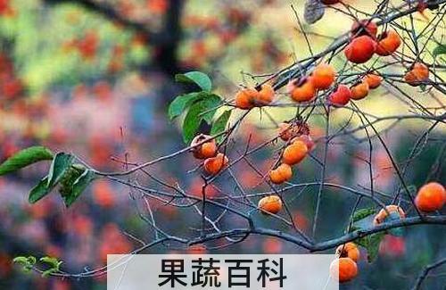 柿子树枝的功效与作用
