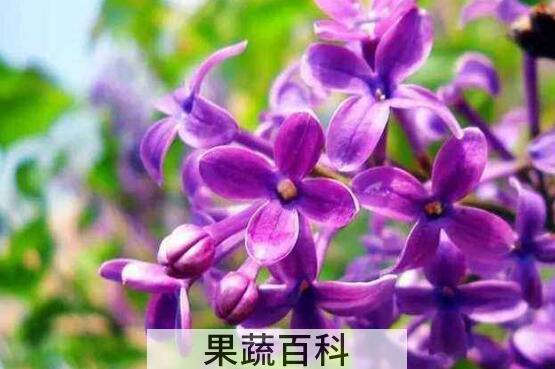 紫丁香花的功效与作用
