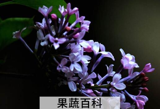 紫丁香花的功效与作用