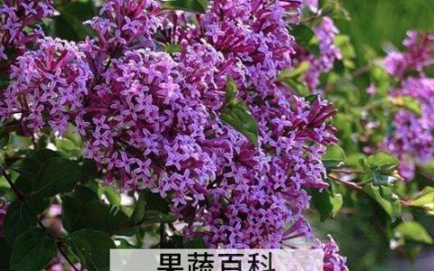 紫丁香的功效与作用