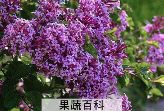 紫丁香的功效与作用