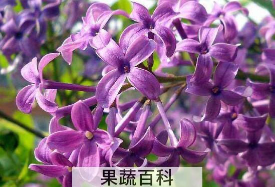 紫丁香的功效与作用