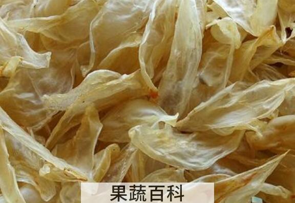 蜘蛛公鱼胶的功效与作用