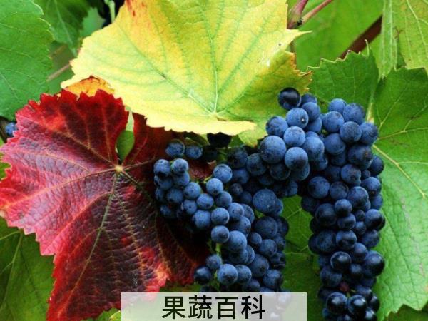 祛火降燥滋补神器 四季吃什么水果降火