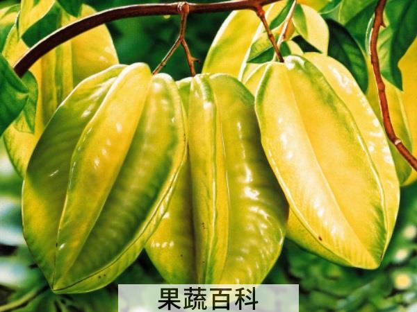 祛火降燥滋补神器 四季吃什么水果降火