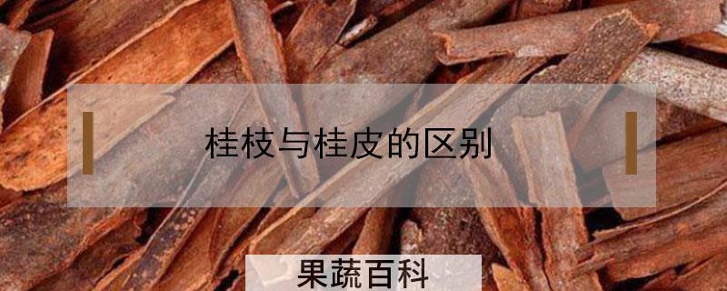 桂枝与桂皮的区别