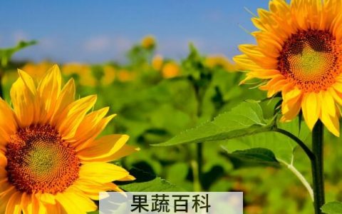 向日葵的功效和作用，向日葵原来浑身都是宝！