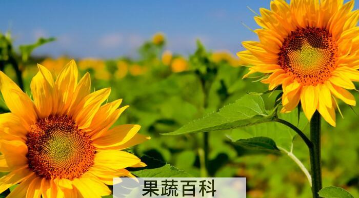 向日葵的功效和作用，向日葵原来浑身都是宝！