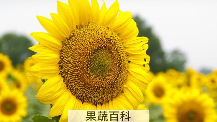 向日葵的功效和作用，向日葵原来浑身都是宝！