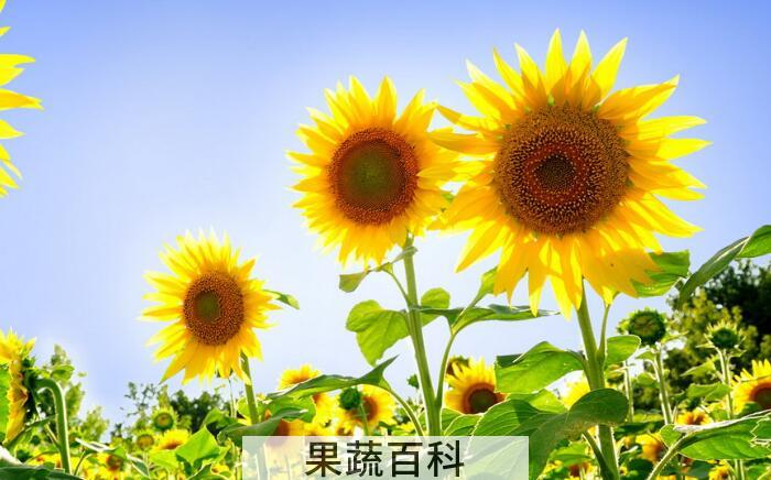 向日葵的功效和作用，向日葵原来浑身都是宝！