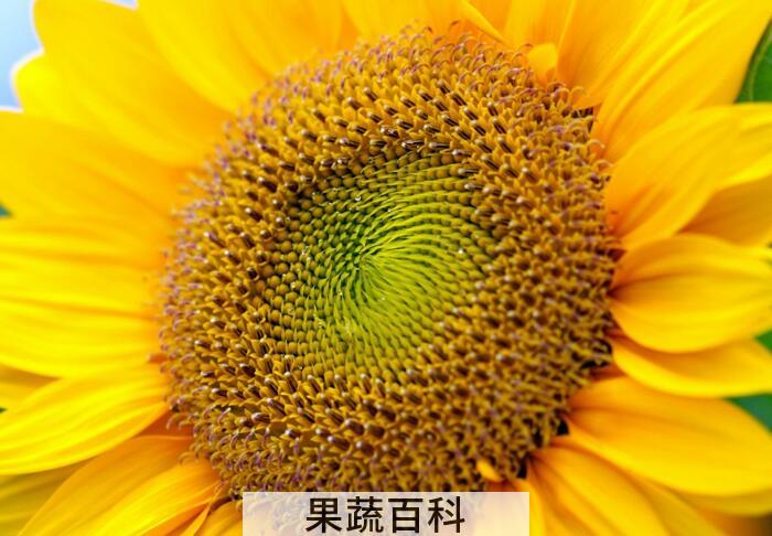 向日葵的功效和作用，向日葵原来浑身都是宝！