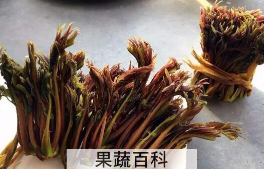 吃香椿有什么好处和坏处