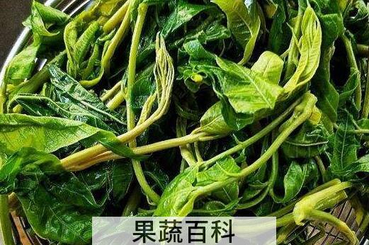 香椿叶泡脚的功效与作用