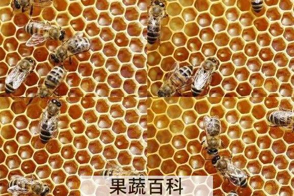 蜜蜂怎样酿蜜 蜜蜂为什么要酿蜜