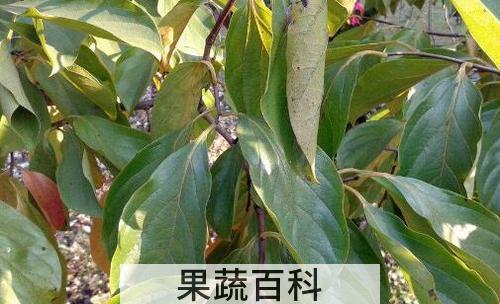 杮树叶的功效与作用