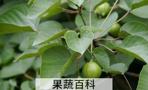 杮树叶的功效与作用
